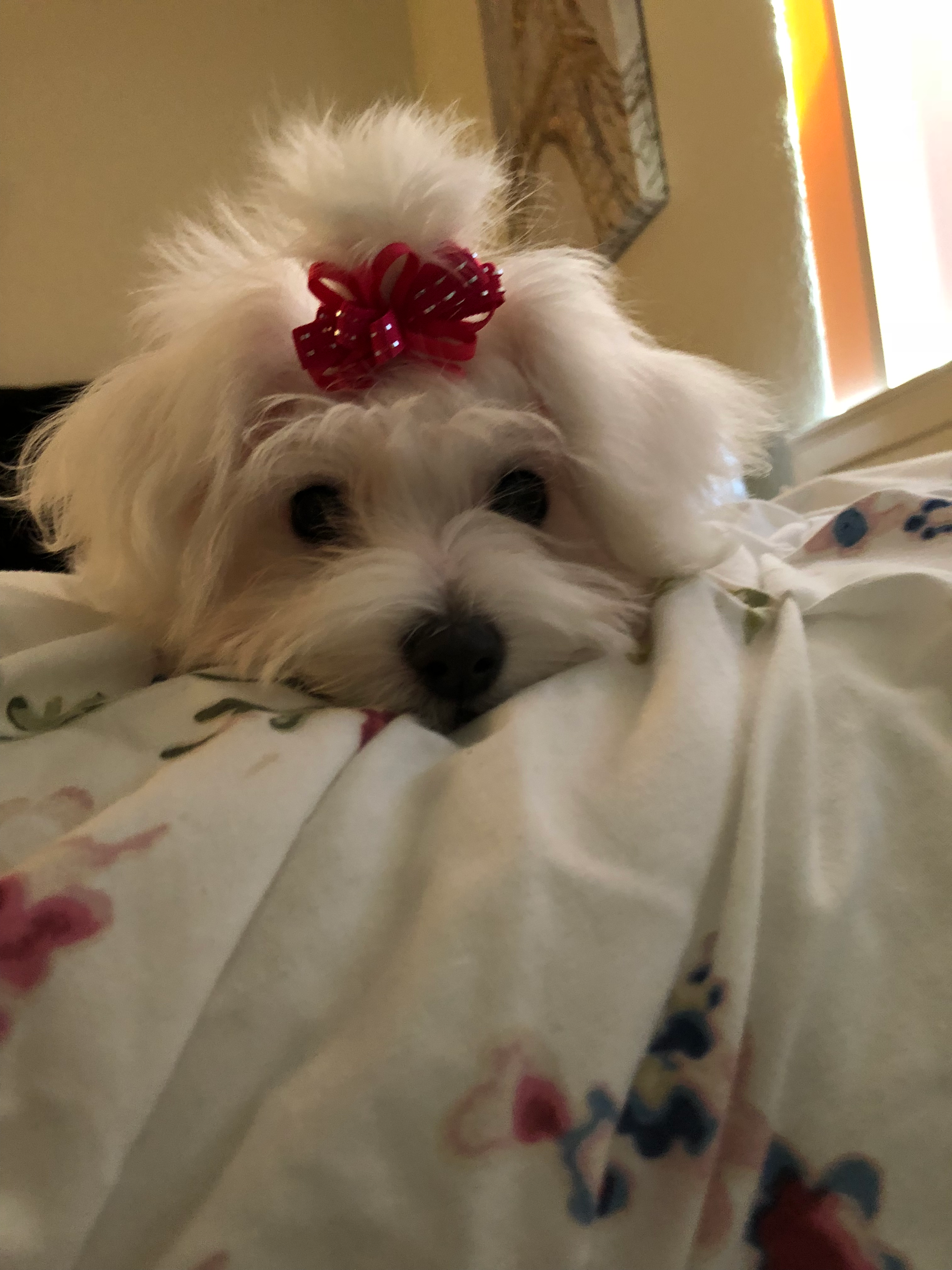 Best Maltese Baby