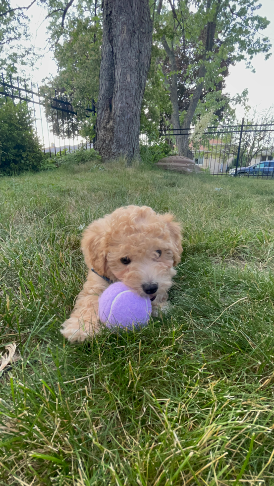 Friendly Poochon Pup