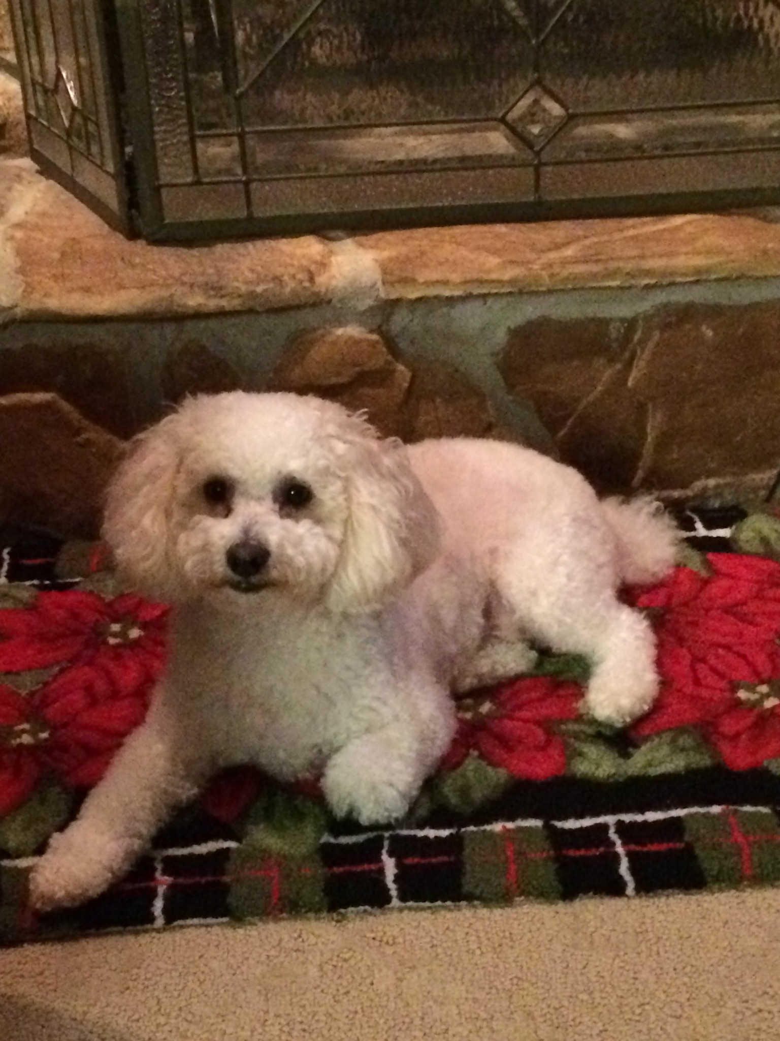 Cavapoo Pup Being Cute