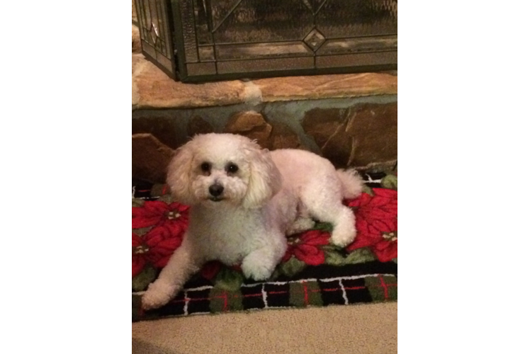 Cavapoo Pup Being Cute