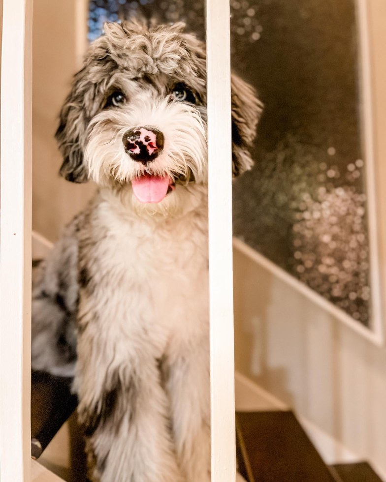 Costa Mesa Mini Sheepadoodle Pup