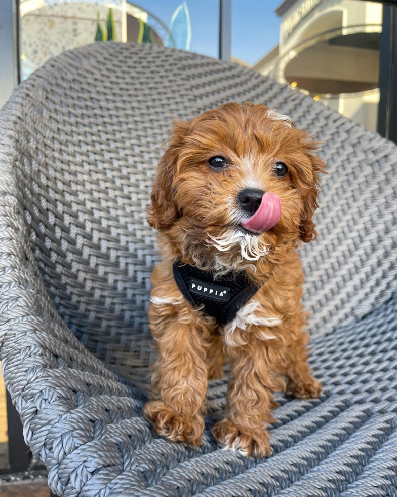 Los Angeles Cavapoo Pup