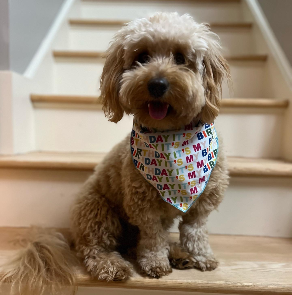 Mini Goldendoodle Being Cute