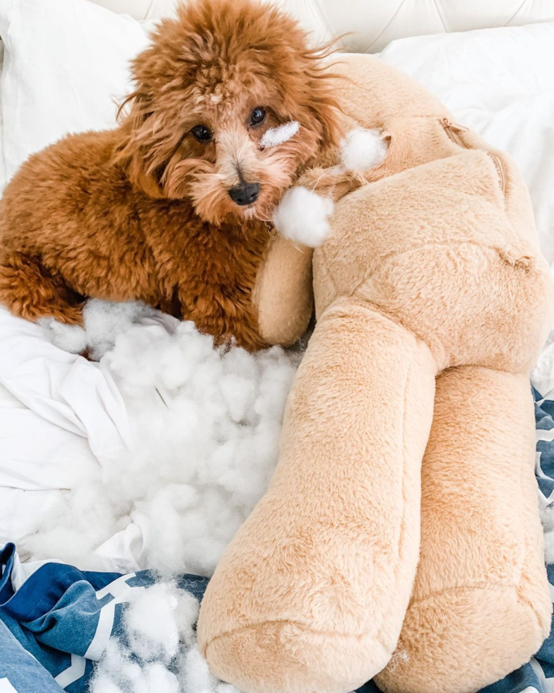 Chicago Cavapoo Pup