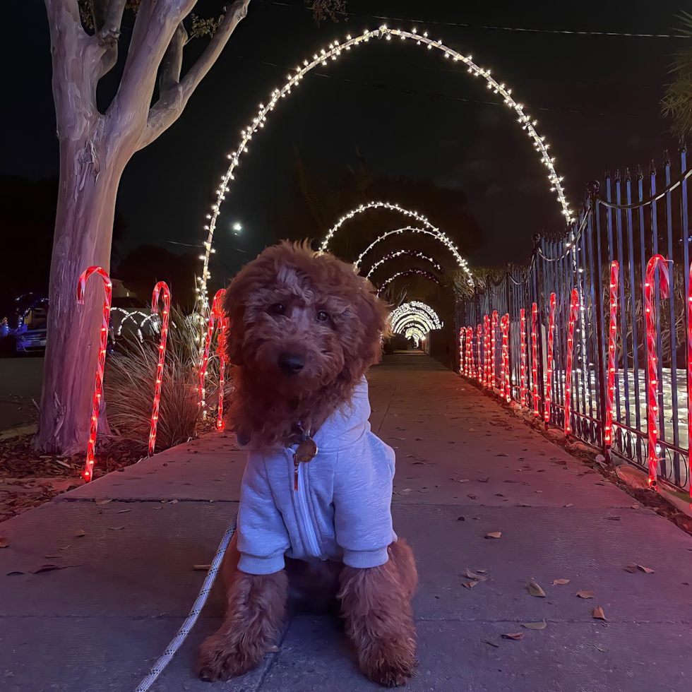 Mini Goldendoodle Being Cute