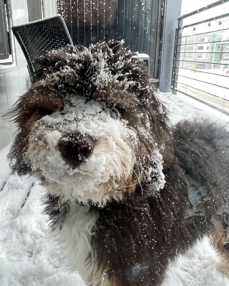 Rome Mini Bernedoodle Pup