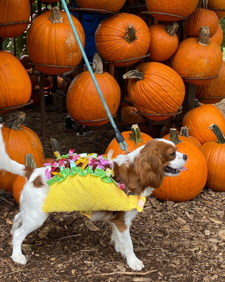 Happy Cavalier King Charles Spaniel Pup in Franklin TN