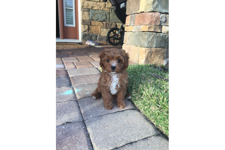 Cavapoo Puppy for Adoption