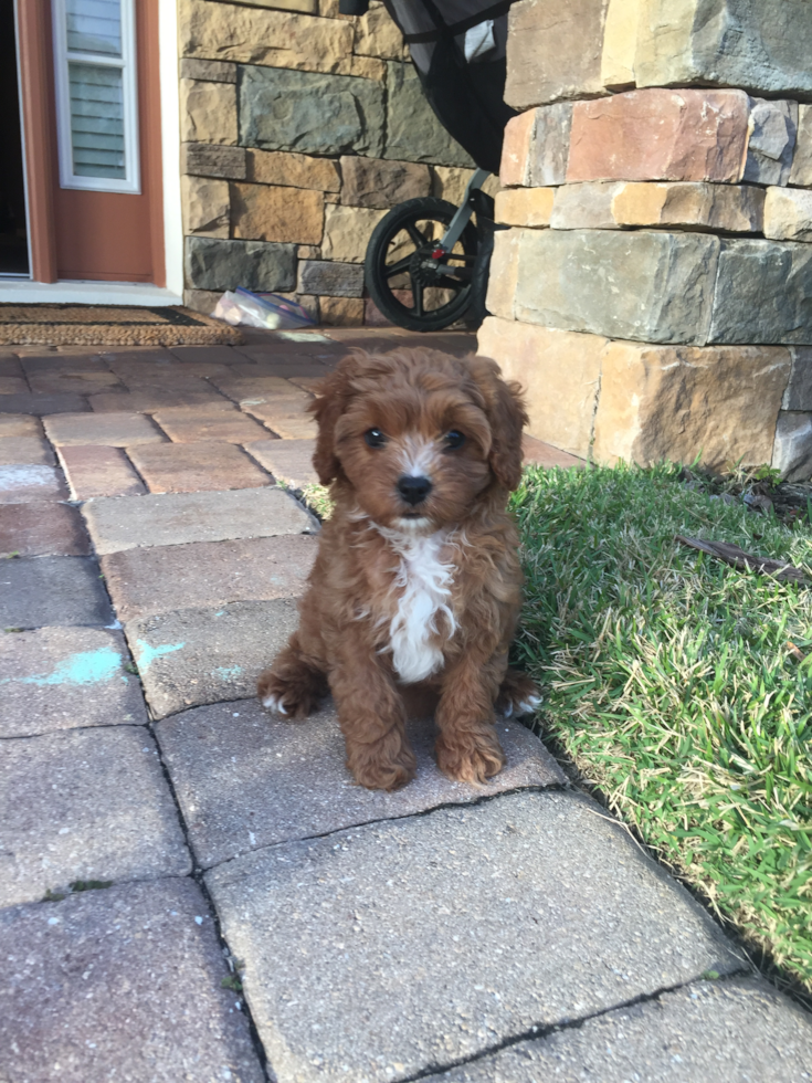 Small Cavapoo Pup