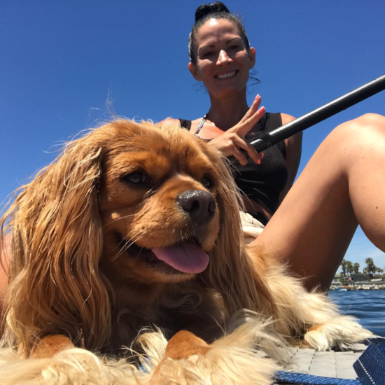 Energetic Cavalier King Charles Spaniel Purebred Pup