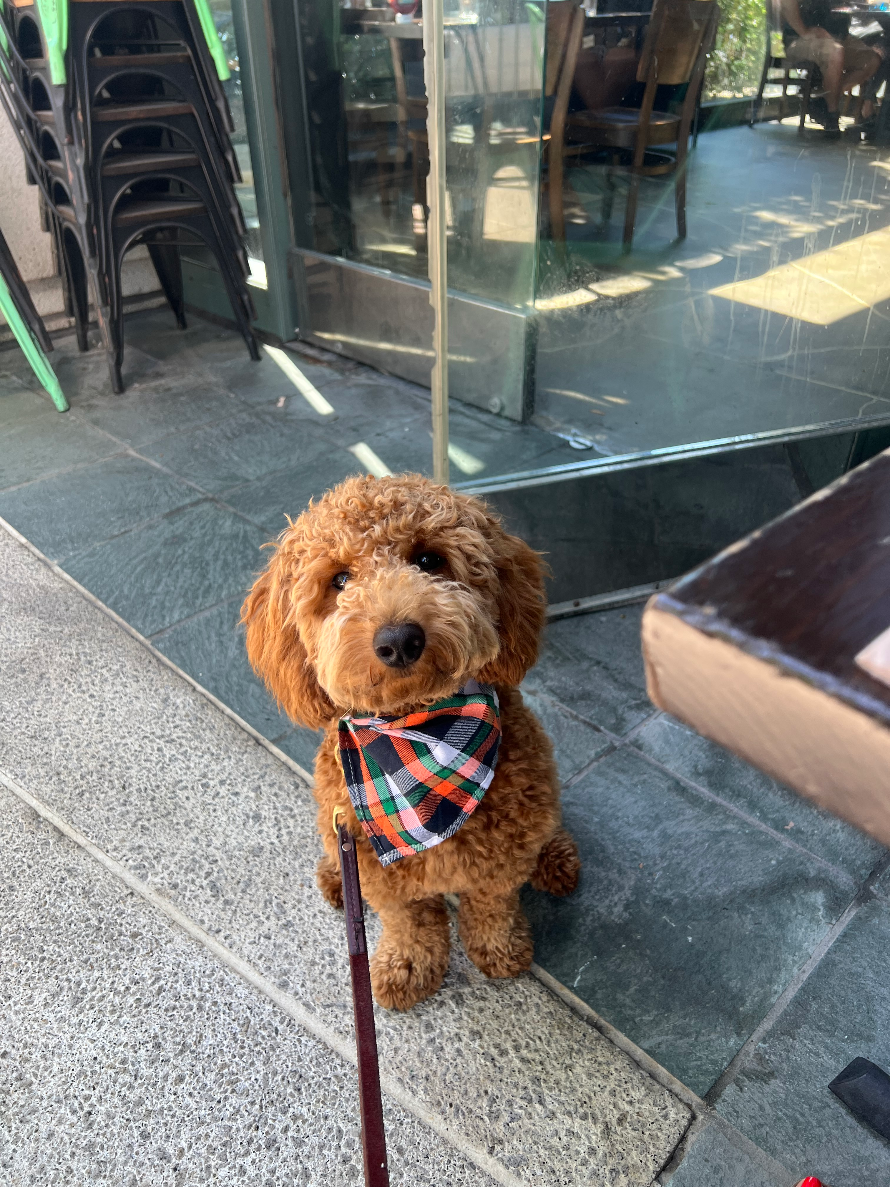 Mini Goldendoodle Pup Being Cute