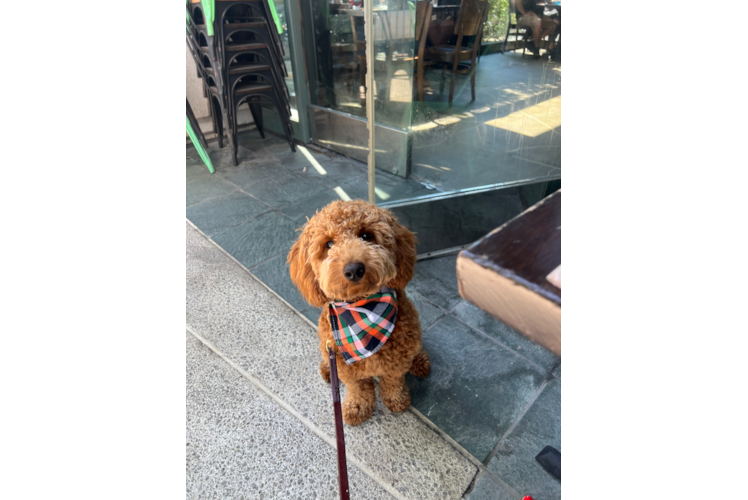 Mini Goldendoodle Pup Being Cute