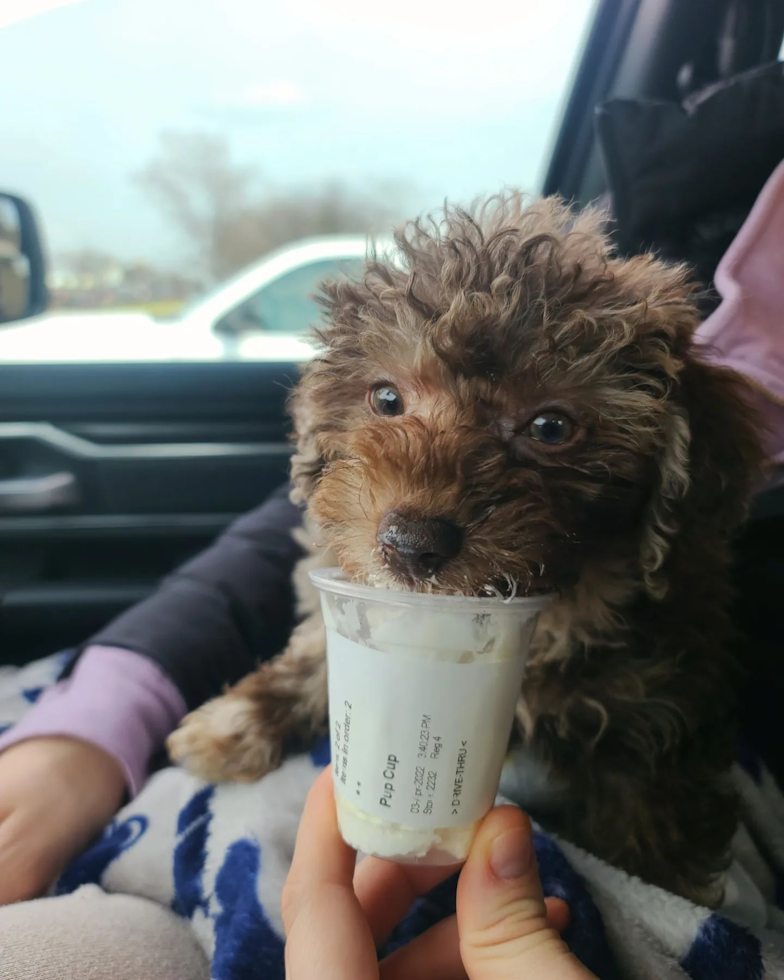 Wood Dale Mini Labradoodle Pup