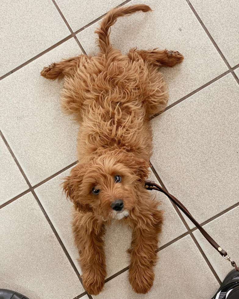 Funny Cavapoo Poodle Mix Pup