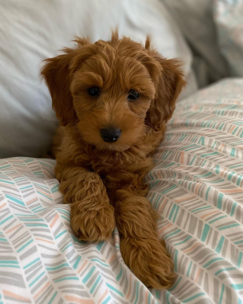 Energetic Golden Retriever Poodle Mix Pup