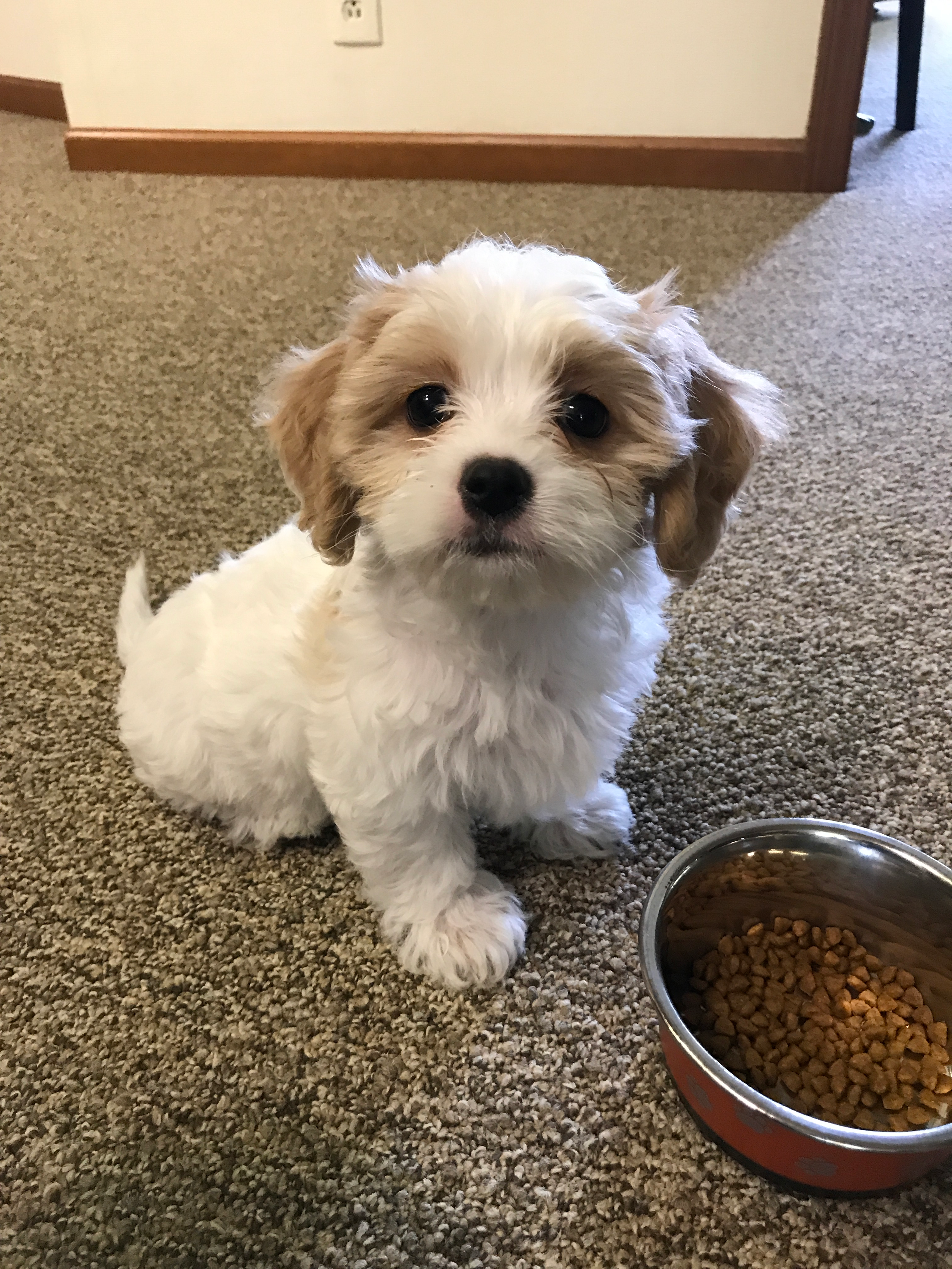 Cavachon Pup Being Cute
