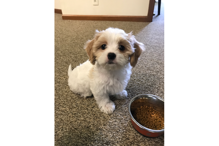 Cavachon Pup Being Cute