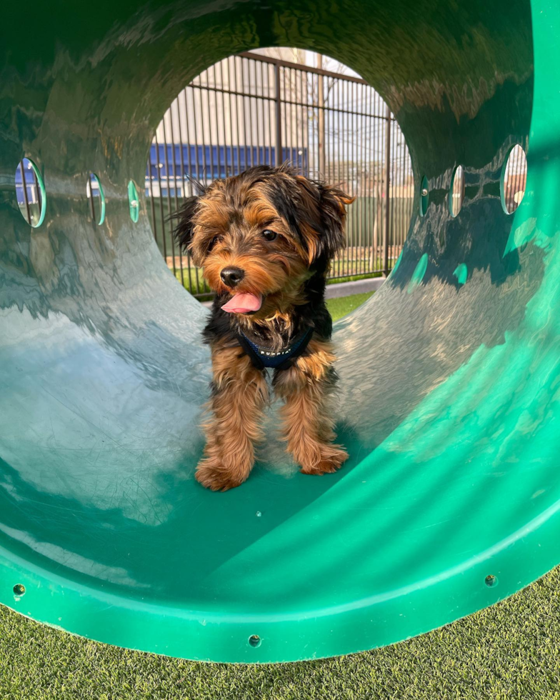 Small Yorkie Poo Pup