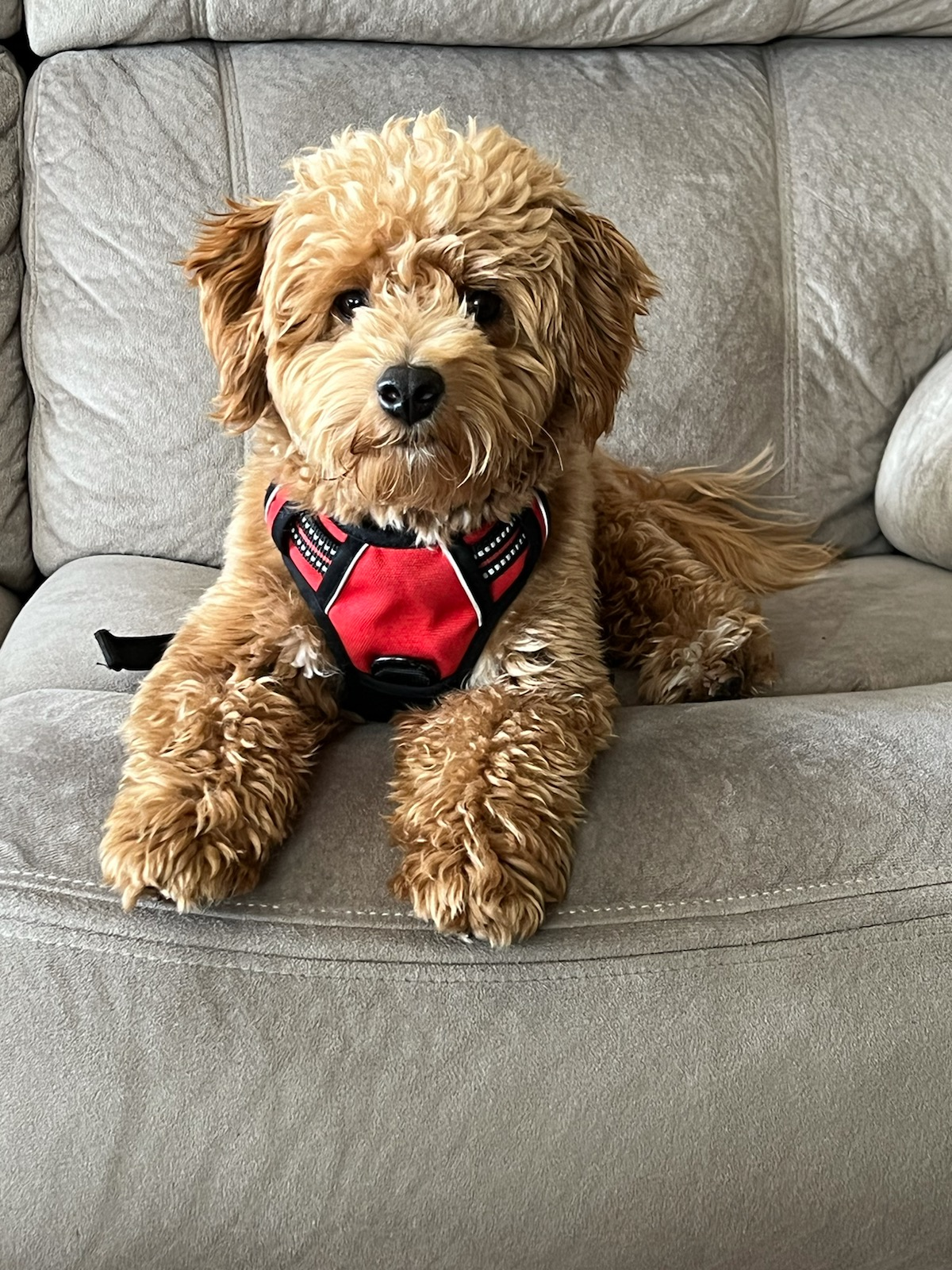 Poochon Pup Being Cute