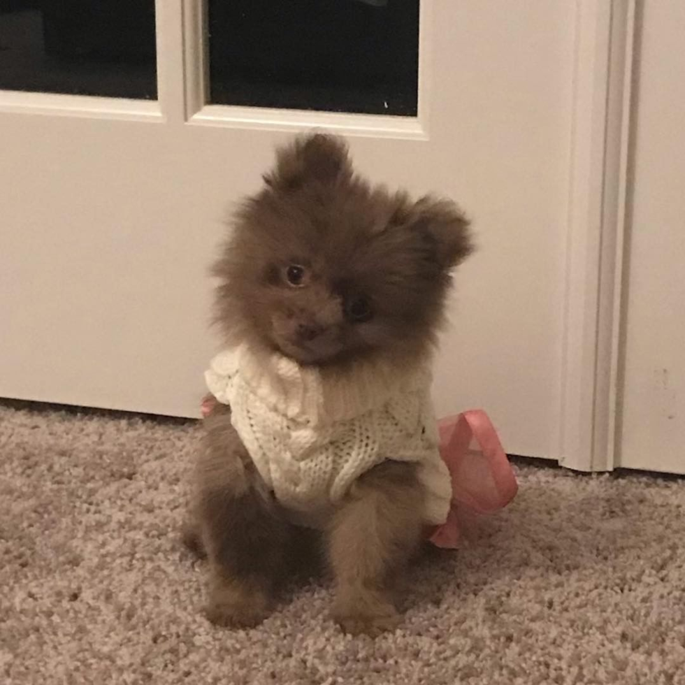 Sweet Pomeranian Purebred Pup