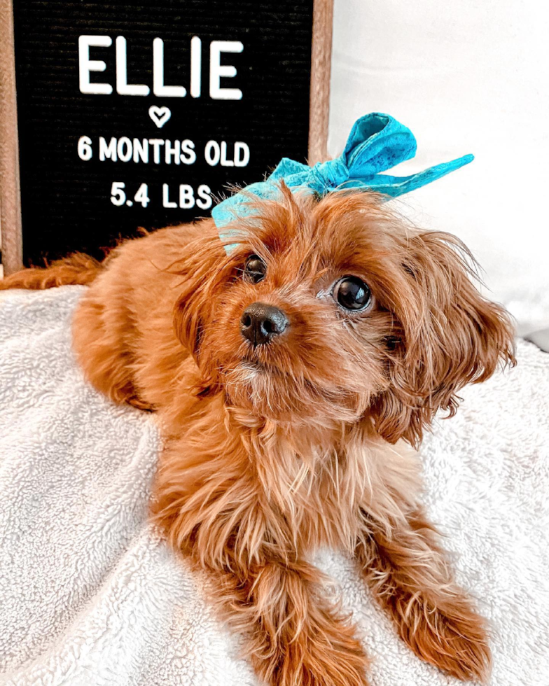 Cute Cavapoo Pup