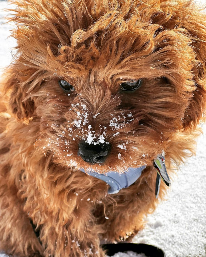 Cute Cavapoo Pup in Cheyenne WY