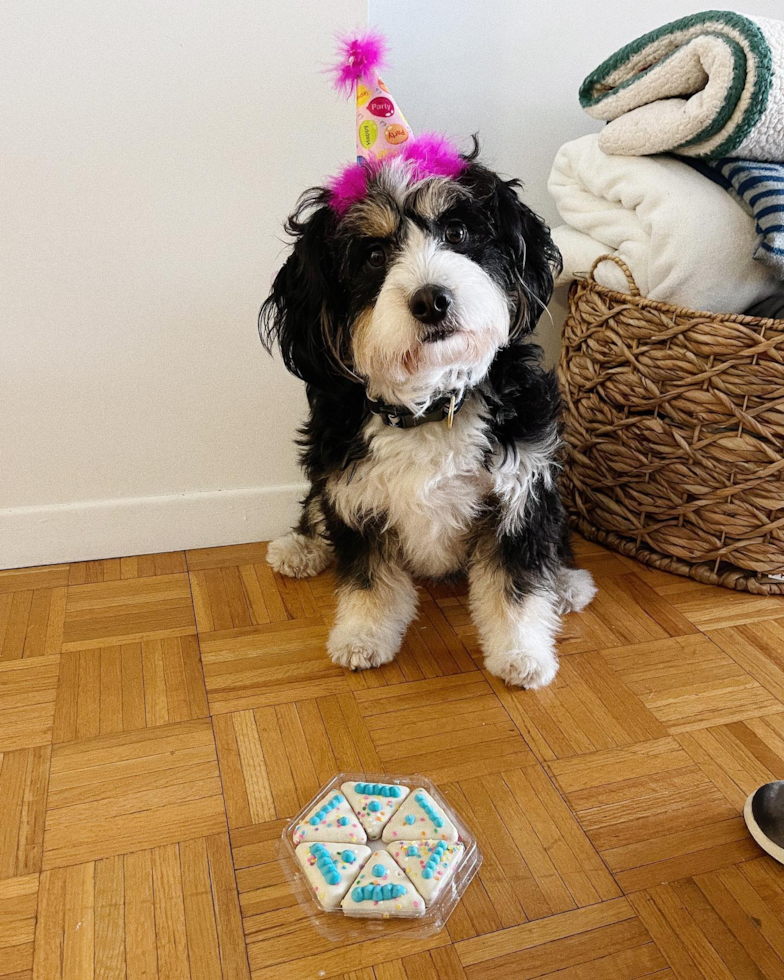 Smart Mini Bernedoodle Poodle Mix Pup