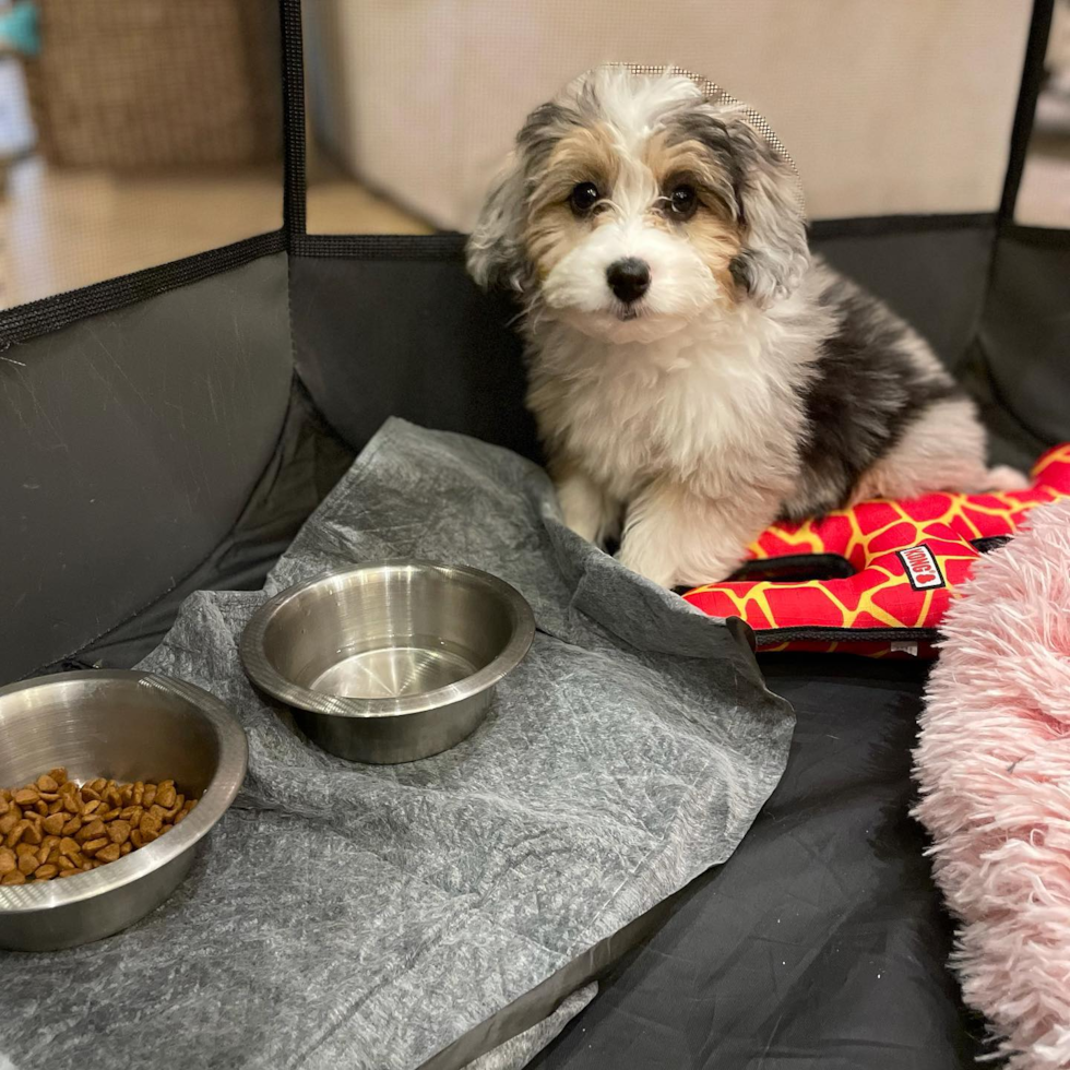 Popular Mini Aussiedoodle Poodle Mix Pup