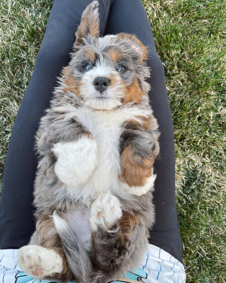 Mini Bernedoodle Being Cute