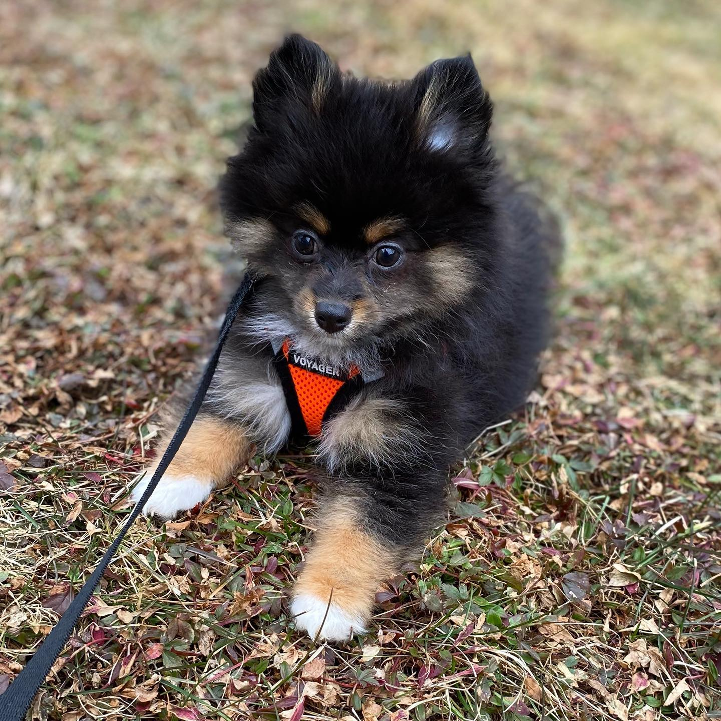 Pomeranian Puppy for Adoption