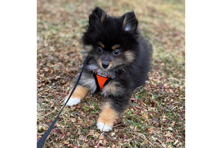 Pomeranian Puppy for Adoption