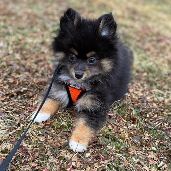 Loudon Pomeranian Pup