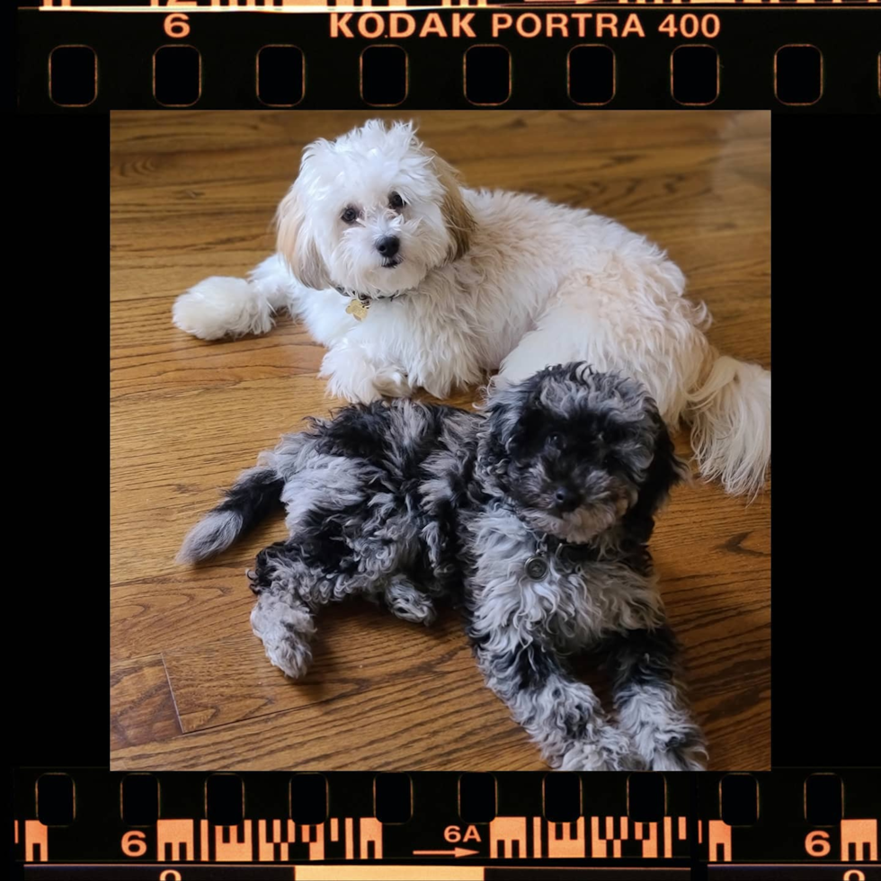 Playful Shihpoo Poodle Mix Pup