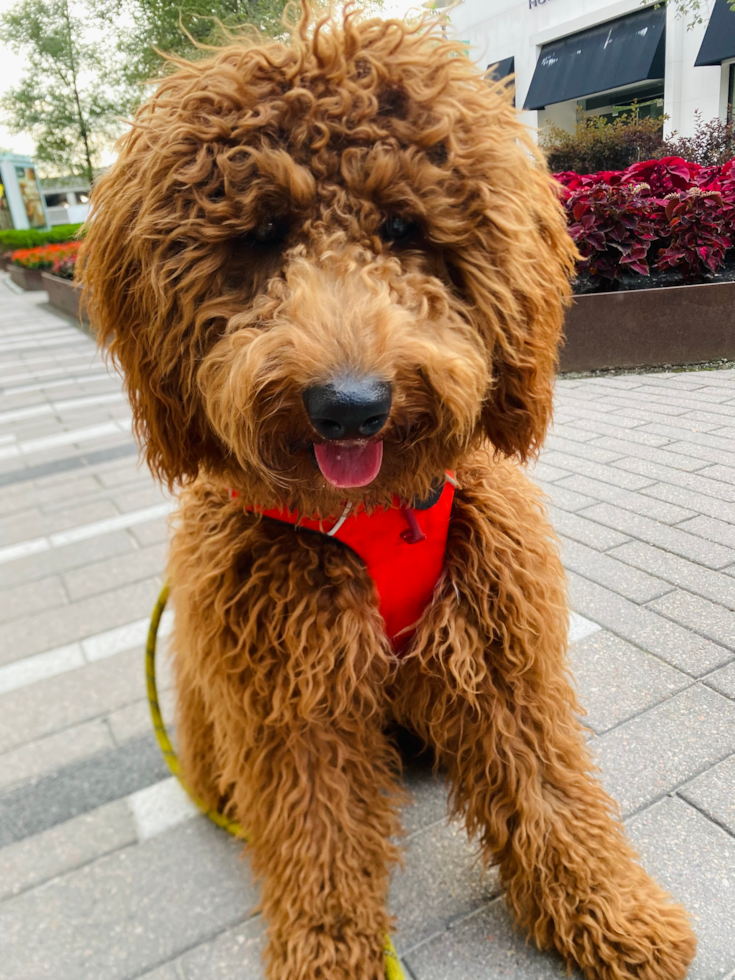 Sweet Mini Goldendoodle Pup