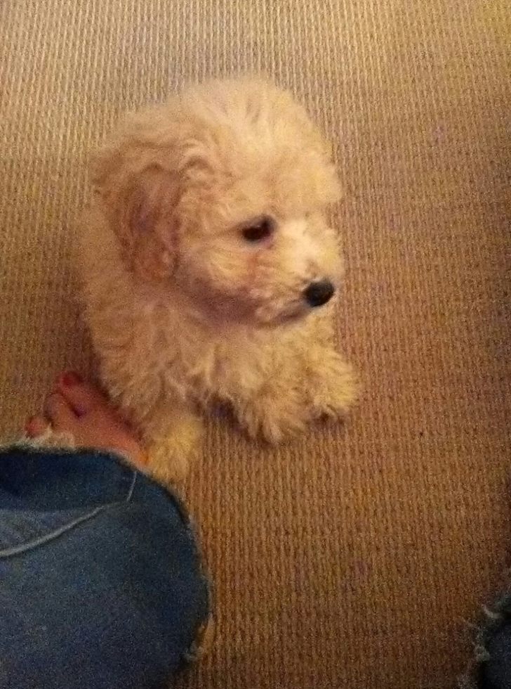 Popular Maltipoo Poodle Mix Pup