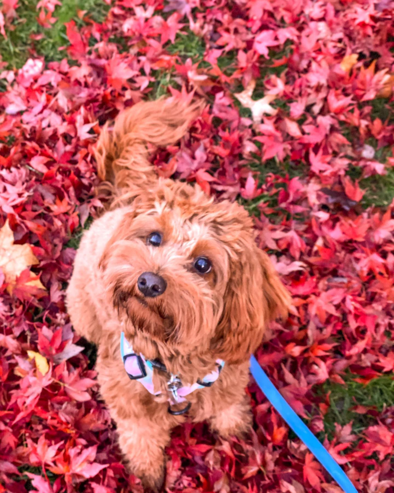 Cute Cavapoo Pup in Darien CT