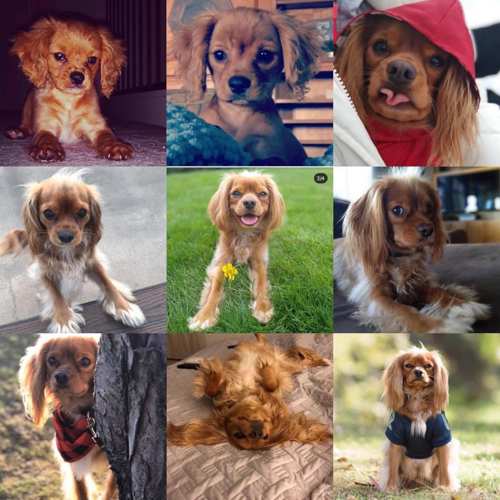 Popular Cavalier King Charles Spaniel Purebred Pup