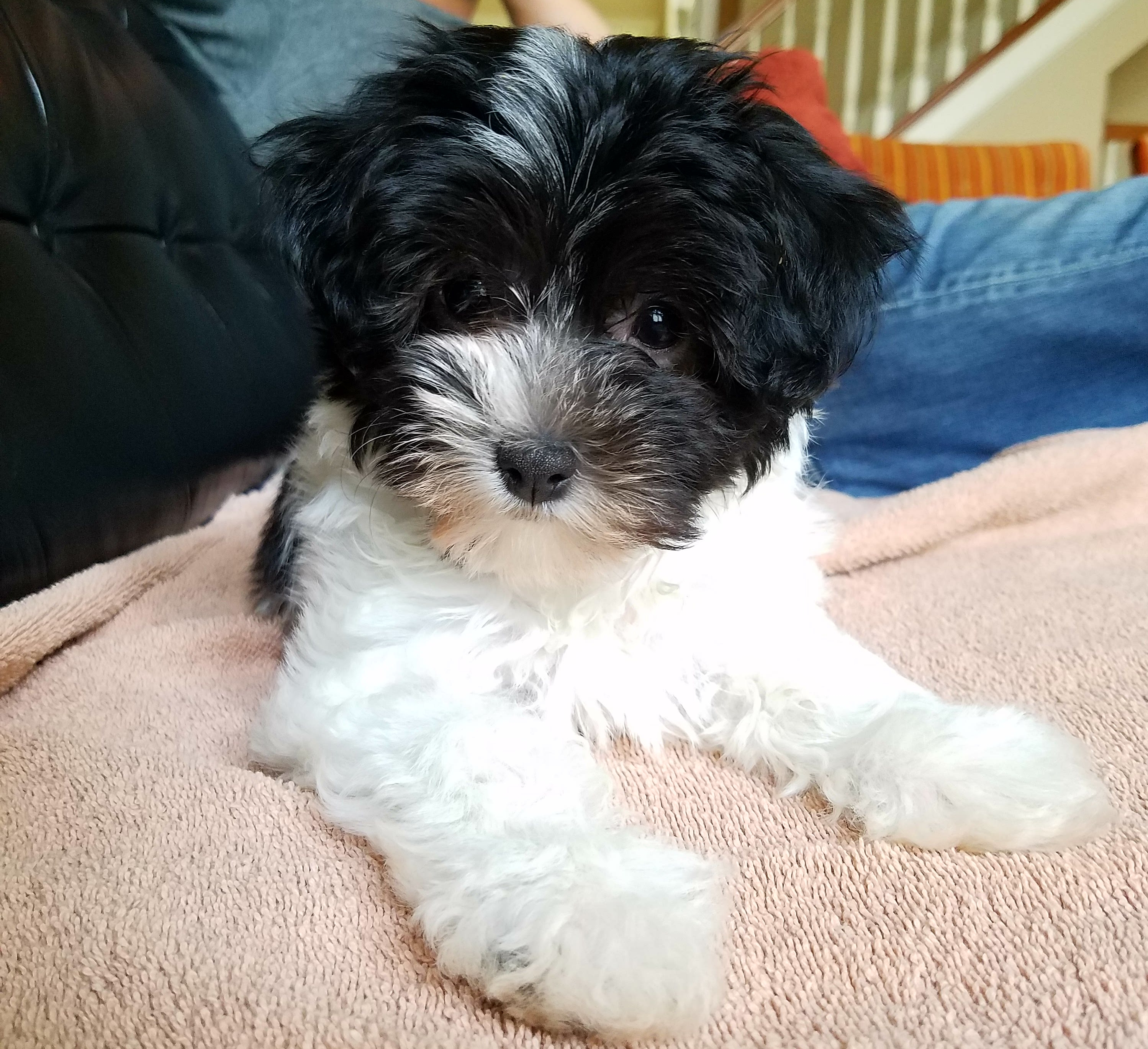 Best Havanese Baby