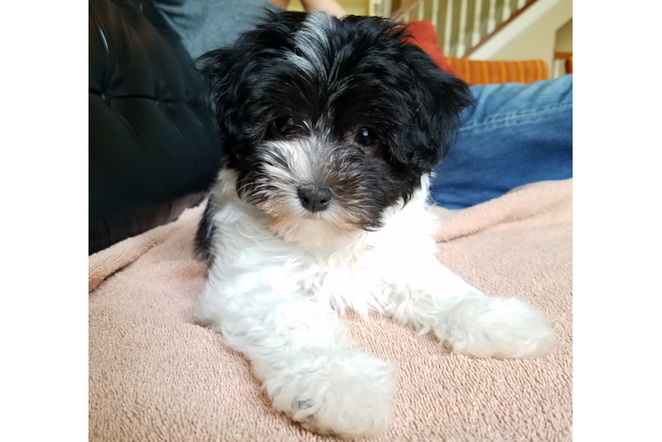 Best Havanese Baby