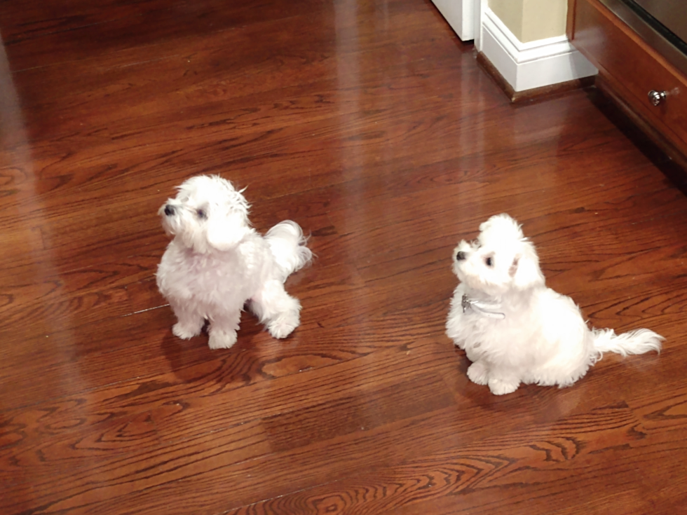 Adorable Maltese Purebred Pup