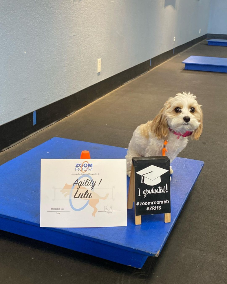 Los Angeles Cavachon Pup