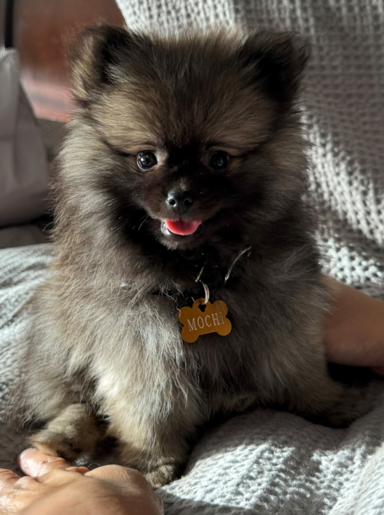 Pomeranian