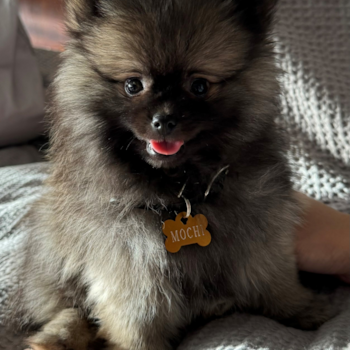 Funny Pomeranian Pup