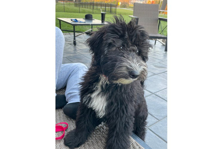 Popular Mini Sheepadoodle Poodle Mix Pup