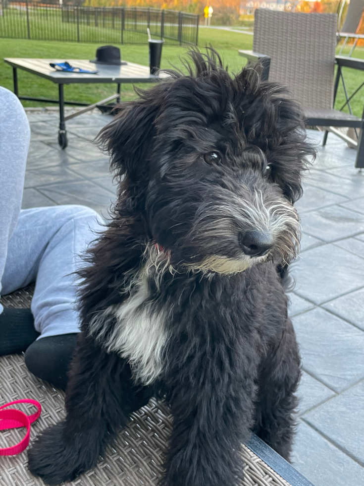 Adorable Sheep Dog Poodle Mix Pup