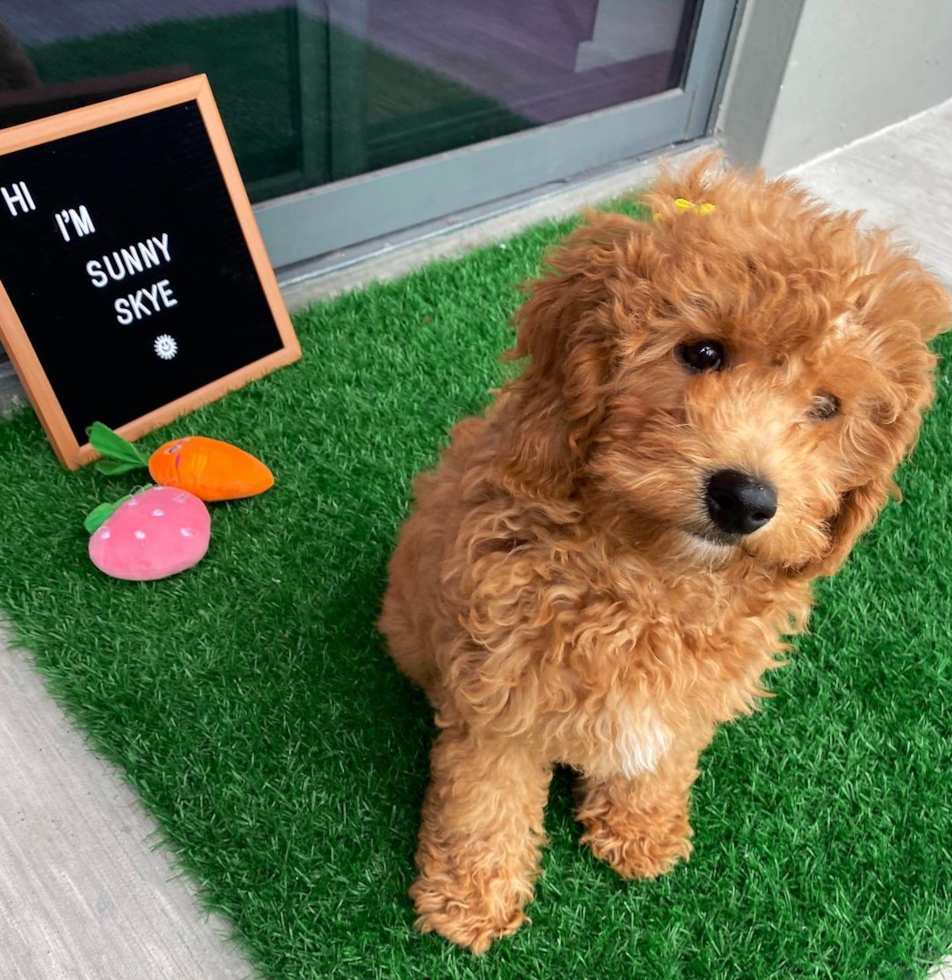 Miami Cavapoo Pup