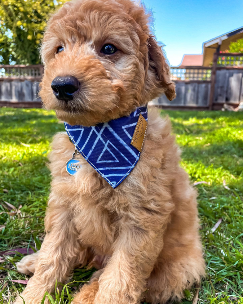 Happy Mini Goldendoodle Pup in San Jose CA