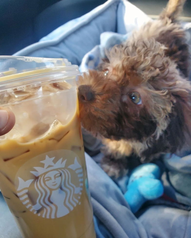 Funny Mini Labradoodle Poodle Mix Pup