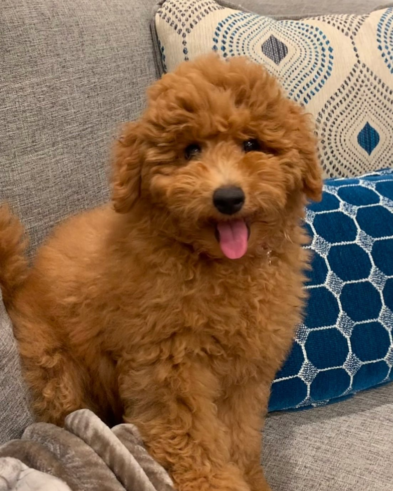 Mini Goldendoodle Being Cute