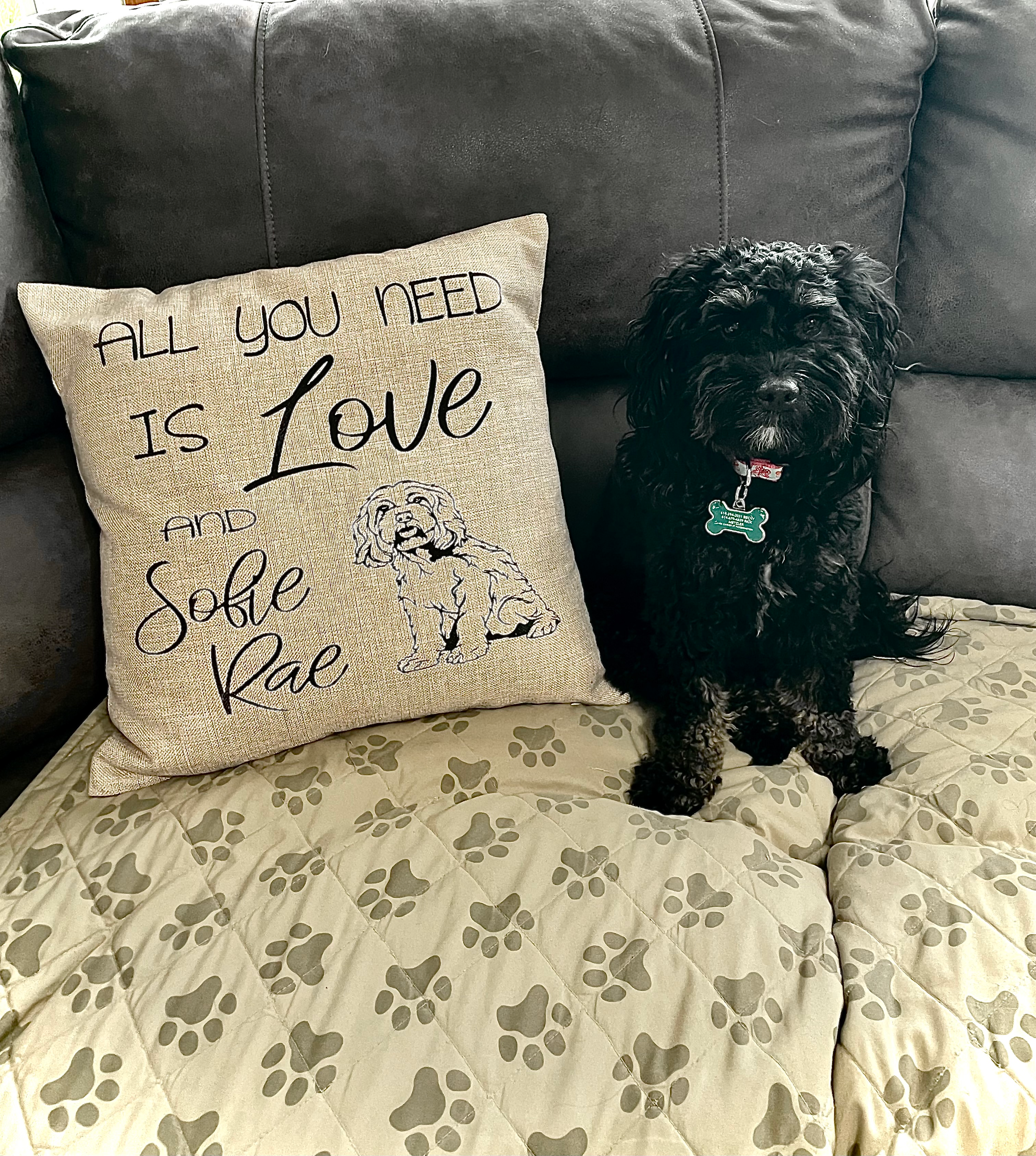 Cockapoo Puppy for Adoption